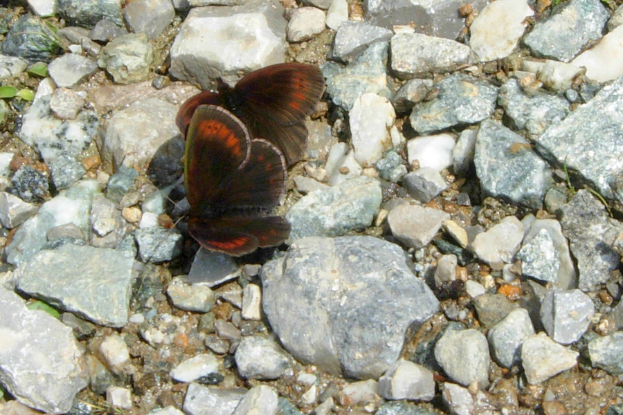 Erebia manto?